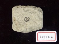 有孔蟲化石(牙蟲)藏品圖，第2張